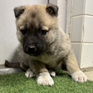 ※優先期間内にお迎え下さい　2月4日迄