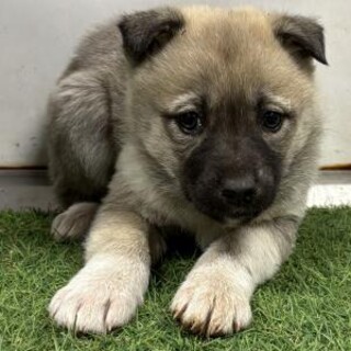 ※優先期間内にお迎え下さい　2月4日迄