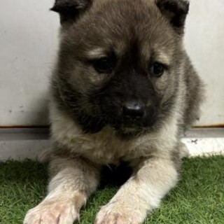 ※優先期間内にお迎え下さい　2月4日迄