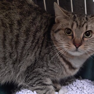 港町から人恋しい “みなと” 君参上