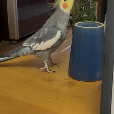 オーストラリアの風。クエくんの爪先立ち姿。