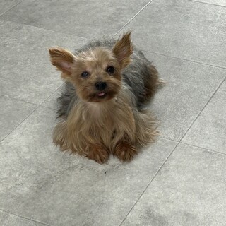 6歳ヨークシャーテリア女の子