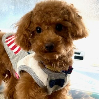 26-M4　1.７㎏小さなプードル♪