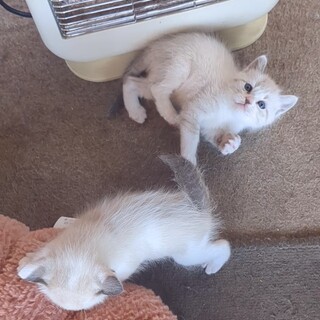 再掲載　綺麗な毛並みの子猫姉妹