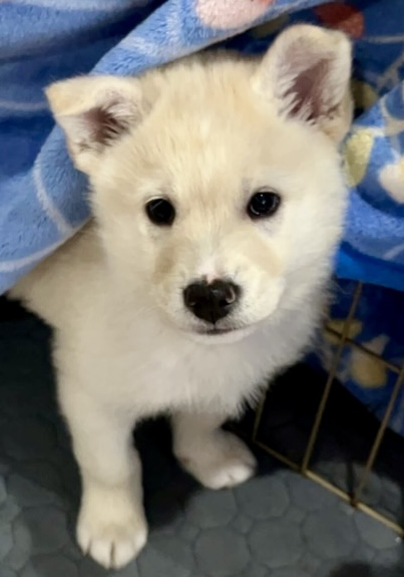 25-M275 天才犬！」滋賀県 - 犬の里親募集(535204) :: ペットの
