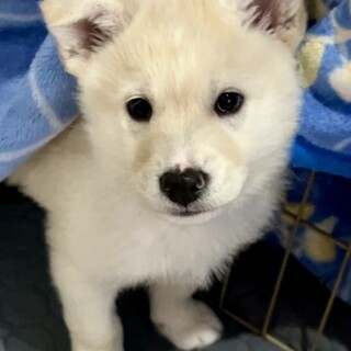 25-M275 天才犬！」滋賀県 - 犬の里親募集(535204) :: ペットの