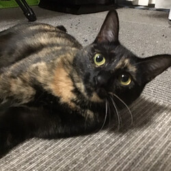 ねこの譲渡会＠高槻市 サムネイル2