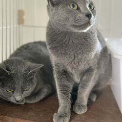 ねこの譲渡会＠高槻市 サムネイル3