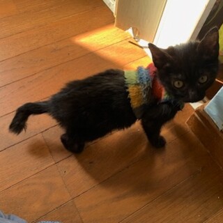 人懐こい鍵尻尾の黒猫クラウス君