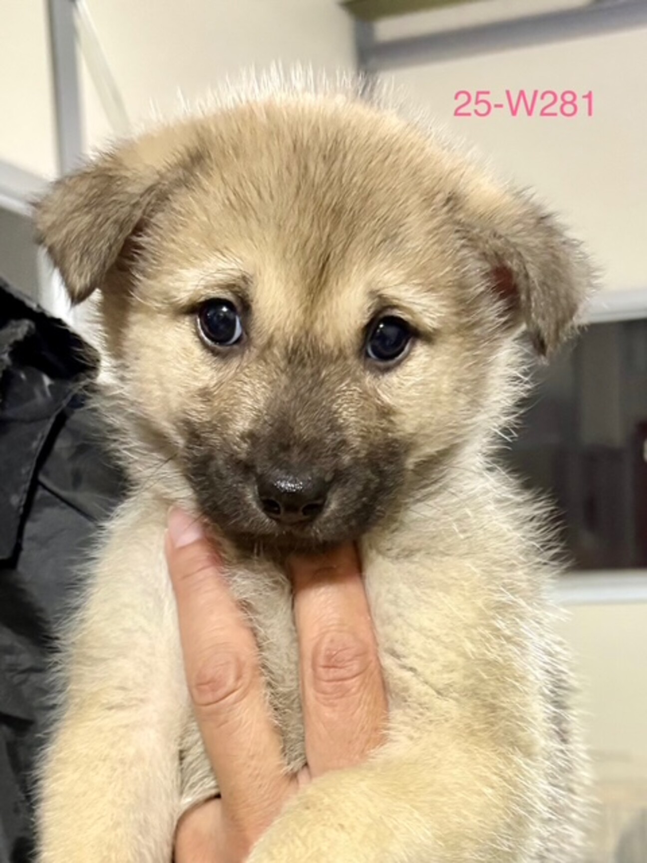 25-W281 大人しく」滋賀県 - 犬の里親募集(535206) :: ペットの