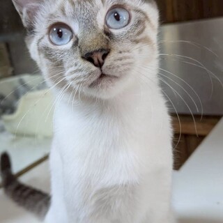 抱っこ大好き！とっても甘えん坊な男の子♡イクラ