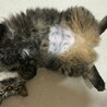 ＴＮＲ予定が捕獲器内で出産しちゃった猫ちゃん！ サムネイル2
