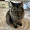 ＴＮＲ予定が捕獲器内で出産しちゃった猫ちゃん！ サムネイル6