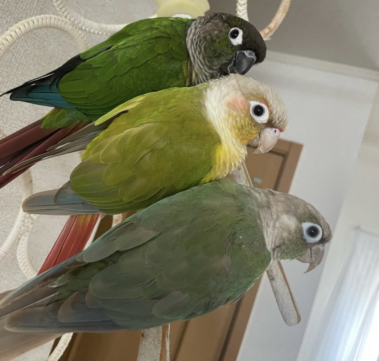 ウロコインコ3羽の里親募集」神奈川県 - 鳥の里親募集(535207