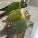 ウロコインコ３羽の里親募集