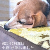 小夏