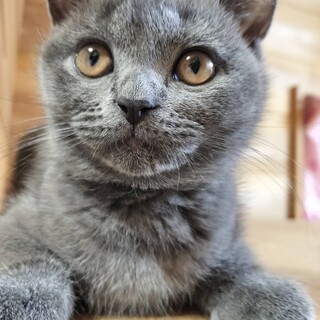 （４ヶ月）ブリティッシュショートヘア（男の子）