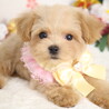 マルプー(生後3ヶ月)男の子 サムネイル2