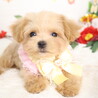 マルプー(生後3ヶ月)男の子 サムネイル3