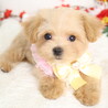 マルプー(生後3ヶ月)男の子 サムネイル4