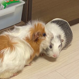 【里親募集】モルモット 女の子2匹（4歳くらい）