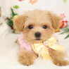マルプー(生後3ヶ月)男の子 サムネイル5