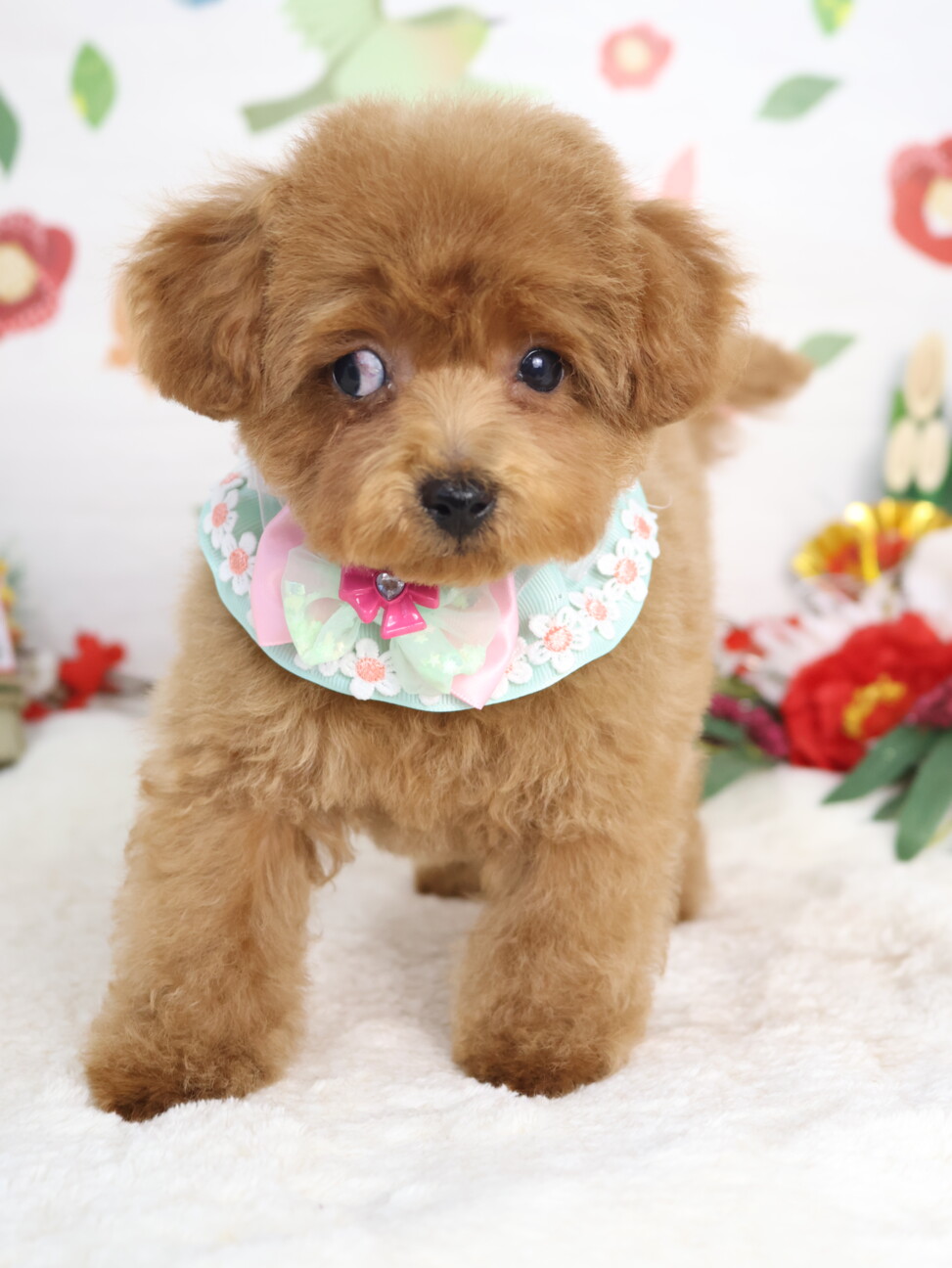 ❦トイプードル✩ご予約受付ページ❦ トイプードル(生後3ヶ月」栃木県 - 犬の里親募集(535213) 2枚目の