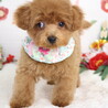 トイプードル(生後3ヶ月)女の子 サムネイル2