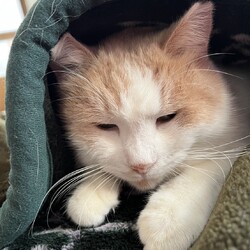 in春日井市☆猫は内☆猫達を暖かいオウチに迎えよう2026年1月31日（土）ちーむにゃいんず