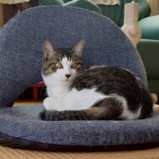  ふわふわ可愛い甘えん坊キジ三毛きいちゃん