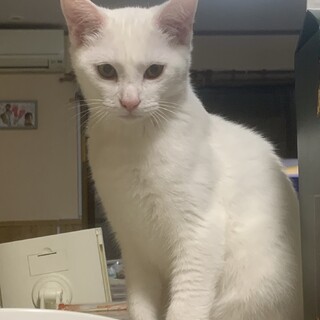 【トライアル中】甘えん坊のれんくん