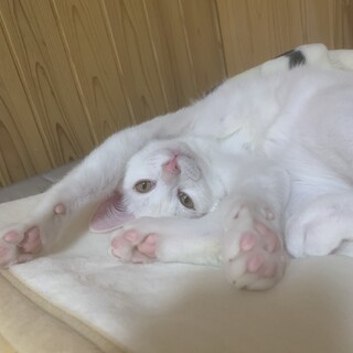 しっぽが可愛いろんくん