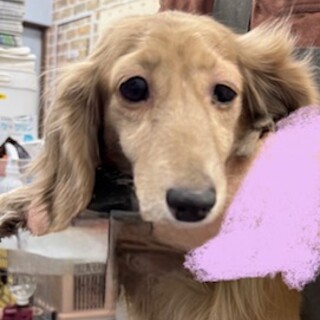 ダックスの女の子