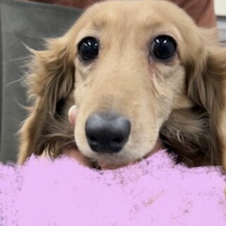 ダックスの女の子