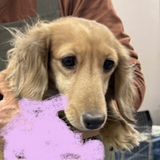 ダックスの女の子