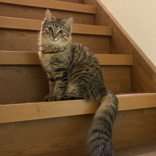  キジトラすーちゃん 9ヶ月