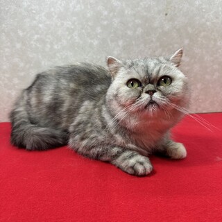 慣れ慣れエキゾチック2歳！転勤の為里親募集❤ミミ