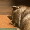 わらわらじ