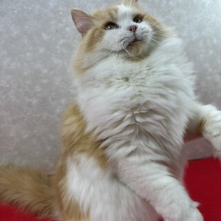 慣れ慣れサイベリアン2歳！転勤の為里親募集❤ハニー