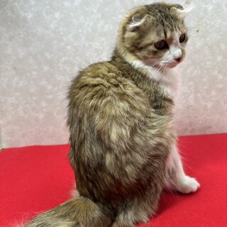 ミミ折れ長毛ゴールデンタビー＆ホワイト❤マリモ