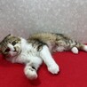 ミミ折れ長毛ゴールデンタビー＆ホワイト❤マリモ サムネイル2