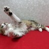 ミミ折れ長毛ゴールデンタビー＆ホワイト❤マリモ サムネイル3