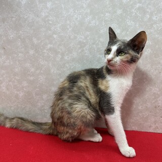 パステル三毛！慣れてるから飼いやすい❤ルカ