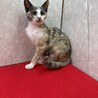 パステル三毛！慣れてるから飼いやすい❤ルカ サムネイル2