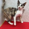 パステル三毛！慣れてるから飼いやすい❤ルカ サムネイル3