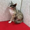 パステル三毛！慣れてるから飼いやすい❤ルカ サムネイル4