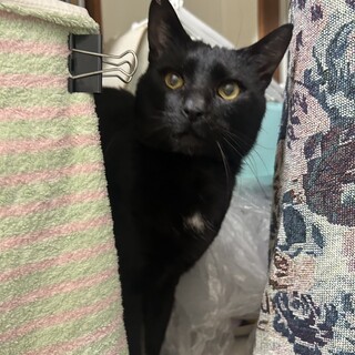 すごく人馴れしてるのにかっこ良い黒猫くん