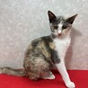 パステル三毛！慣れてるから飼いやすい❤ルカ サムネイル5