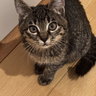 やんちゃな甘えん坊チマちゃん