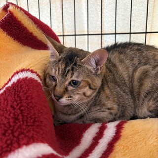 目にハンディがあるトラ子ちゃん